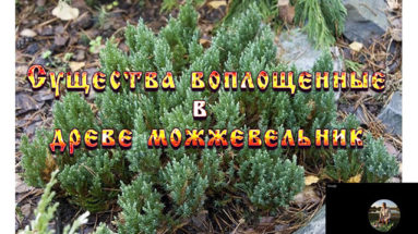 Существа воплощенные в древе можжевельник Введение