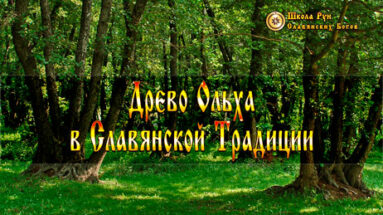 Древо Ольха в Славянской Традиции