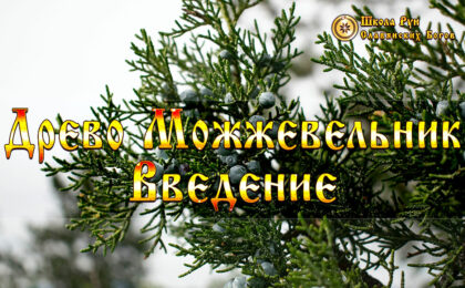 Боги Древа Можжевельник - Введение