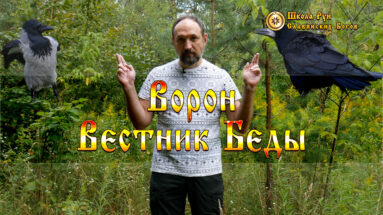 Ворон Вестник Беды